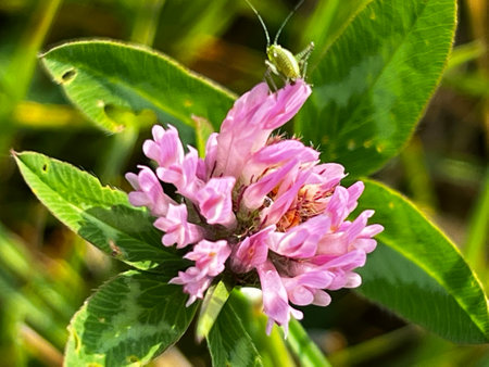 Close up of a pink clover (Trifolium pratense) flower with grasshopper on pink petal and green leaves background.の写真素材