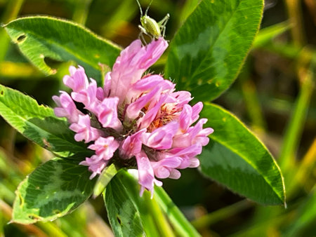 Close up of a pink clover (Trifolium pratense) flower with grasshopper on pink petal and green leaves background.の写真素材