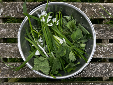 Close up foraged edible organic green plants flowers harvest home allotment garden wild garlic, nettles, spinach, chard in metal colander flat lay background wood top viewの写真素材