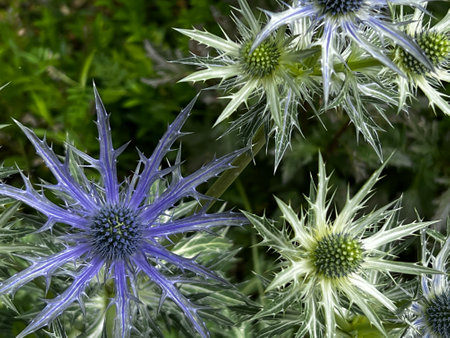 Eryngium giganteum, also known as sea holly.の写真素材