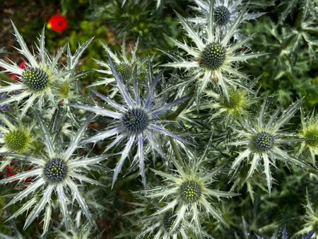 Close up of Eryngium giganteum, or sea holly, a species of flowering plant genus Eryngium, the purple blue white spike flowers growing in organic gravel country garden in Summer sunの写真素材