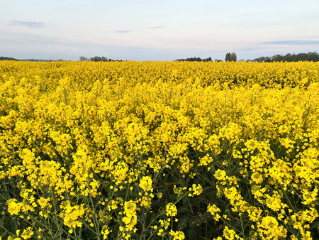 Landscape of beautiful yellow rapeseed flowers of Brassica napus in full bloom in agriculture farm...