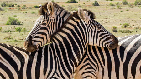 Zebra leaning on each otherの写真素材