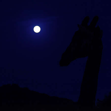 Girafee looking at the moonの写真素材