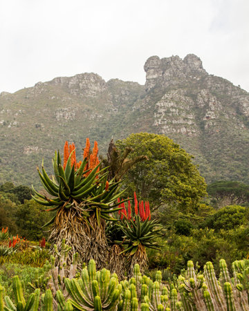 Aloe vera plant with red flowers in bloom in the mountainsの写真素材