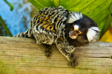 The common marmoset (Saguinus moluccensis) is a species of marmoset.の写真素材