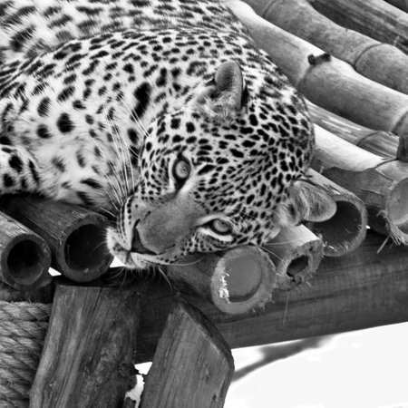 Leopard resting on a bamboo fence. Black and white photo.の写真素材