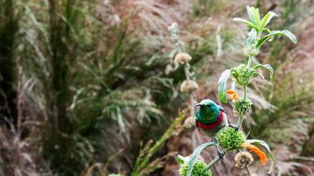 A colorful sunbird perched on a plant in the Kirstenbosch Botanical Gardens, Cape Town, South Africa.の写真素材