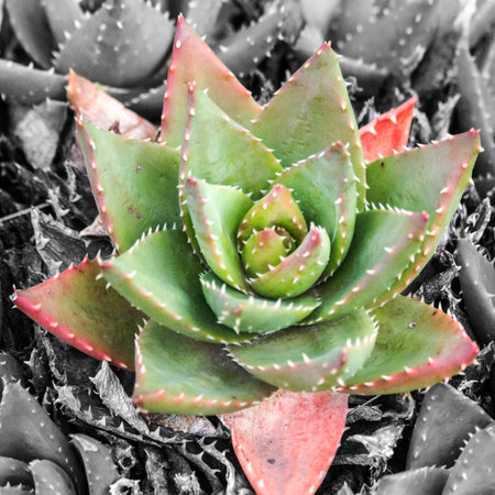 succulent plant in black and white, closeup of photoの写真素材