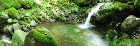 fall in the woodの写真素材