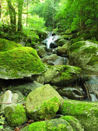 waterfall in the middle of wood       の写真素材