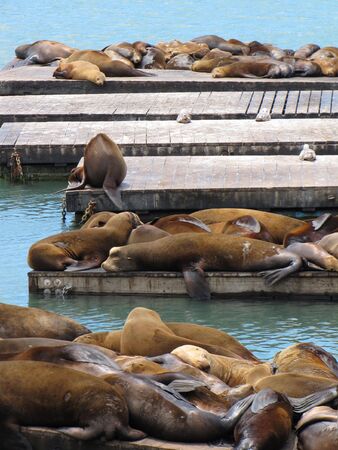 sea lion sleeping on the wharfの写真素材