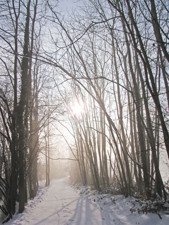 silence in the wood during winter timeの写真素材