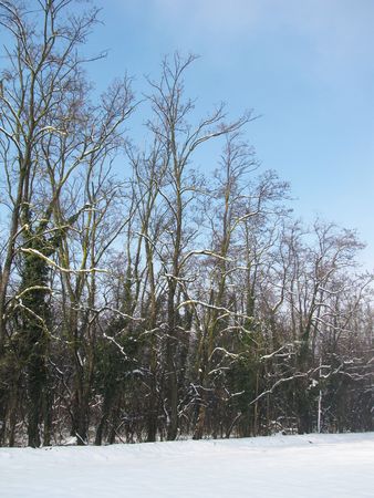 silence in the wood during winter timeの写真素材