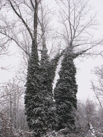              silence in the wood during winter time                  の写真素材