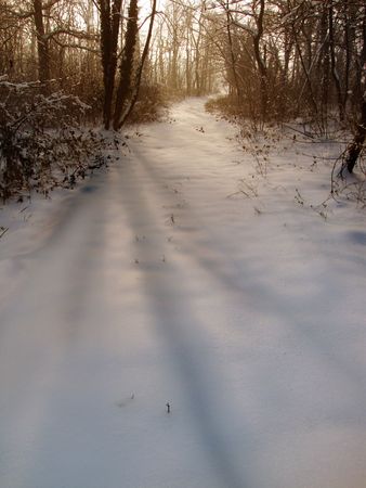 silence in the wood during winter timeの写真素材