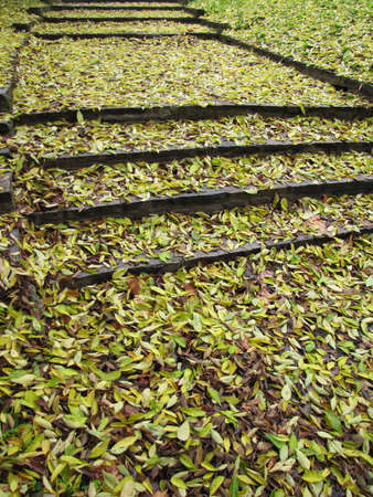autumn season in the parkの写真素材