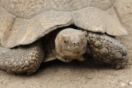 turtleの写真素材