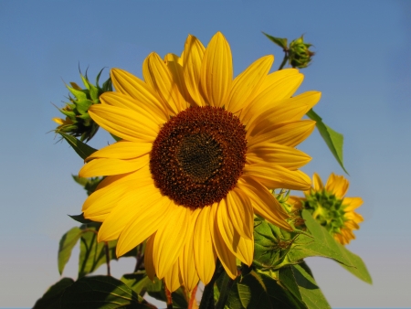 sunflowerの写真素材
