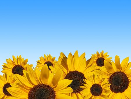 sunflowerの写真素材