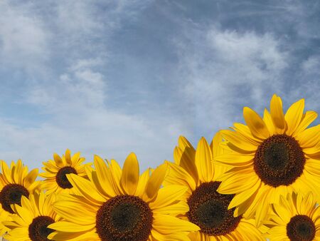 sunflowerの写真素材