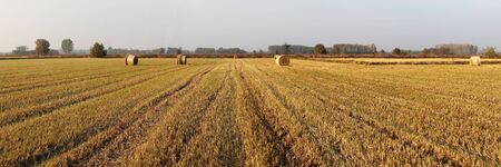 countryside after harvest during autumn seasonの写真素材
