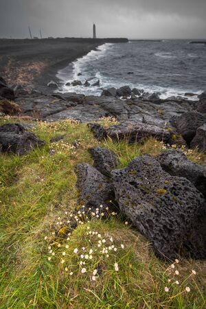 flowers growing on the stoneの写真素材