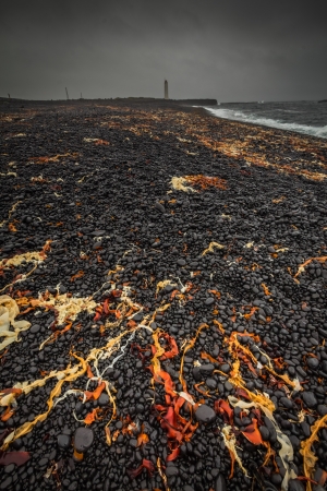 algae along beach in icelandの写真素材