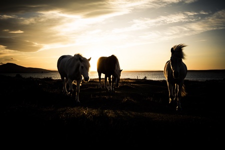 horse lighed by sunset skyの写真素材