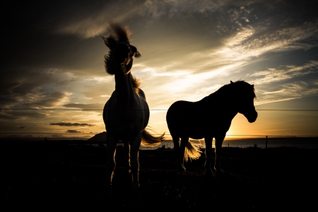 horse lighed by sunset skyの写真素材