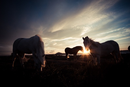 horse lighed by sunset skyの写真素材