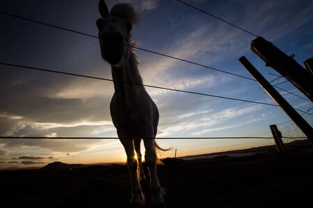 horse lighed by sunset skyの写真素材