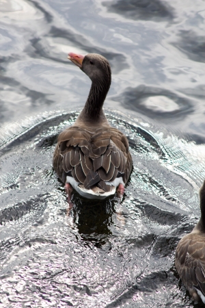 Single duckの写真素材