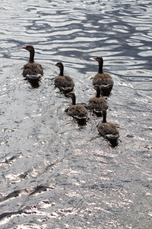 family duckの写真素材