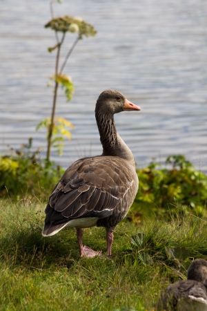 Single duckの写真素材