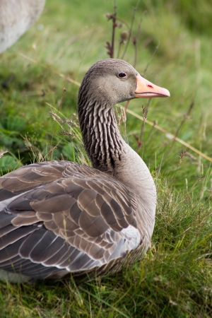 Single duckの写真素材