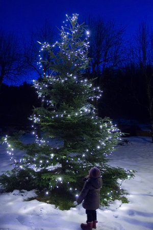 christmas treeの写真素材