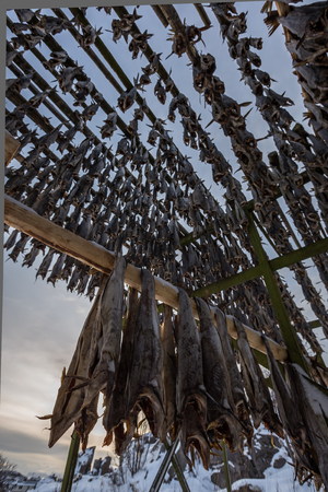 dryed fish in winter time at lofoten islandの写真素材