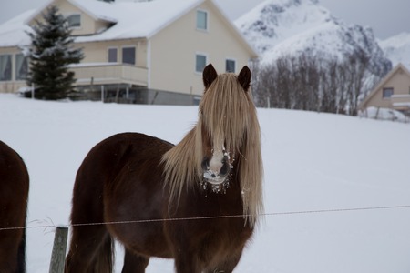 horse at farmhouse during winter timeの写真素材