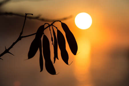 leaves silhouette in front of sunriseの写真素材