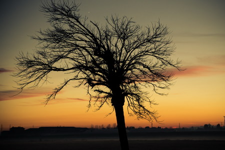 tree silhouette