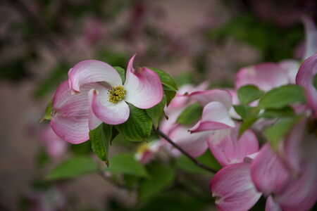 spring is comingの写真素材