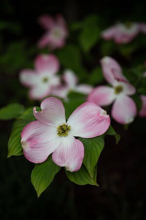cornus flowerの写真素材
