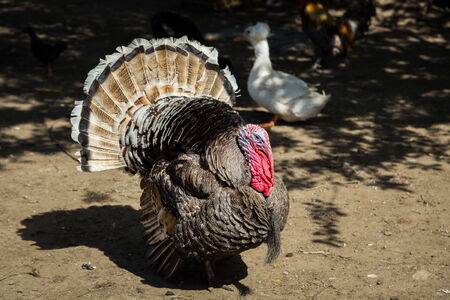 one turkey in the farmの写真素材