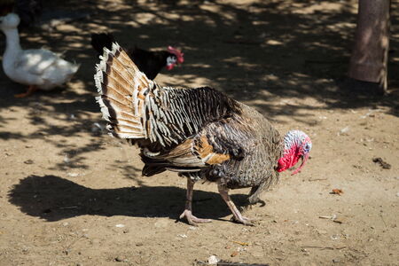 three gooses in the formの写真素材