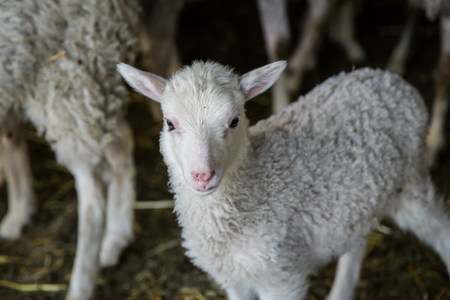 small lamb in the farmの写真素材