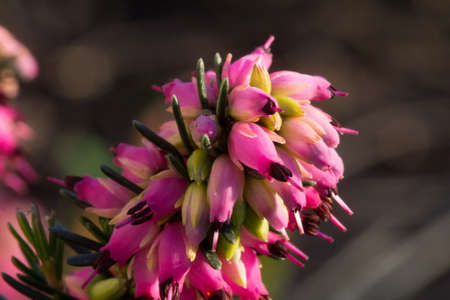 heather flower の写真素材