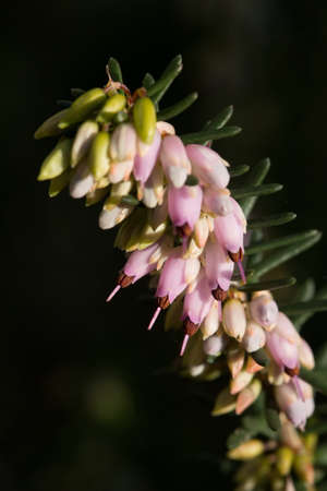 heather flower の写真素材