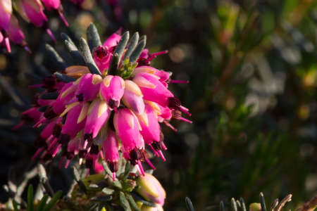 heather flower の写真素材