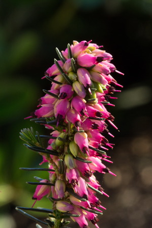 heather flower detailの写真素材